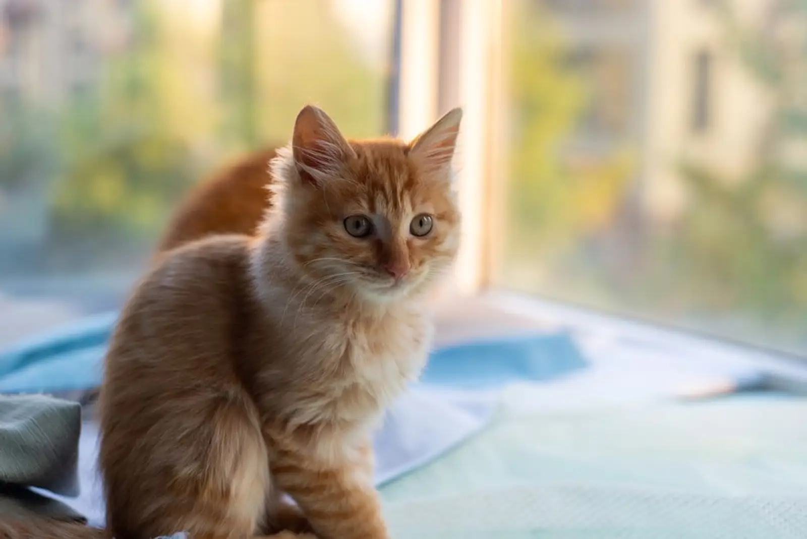 Faut-il déclarer son chat à son assureur ?
